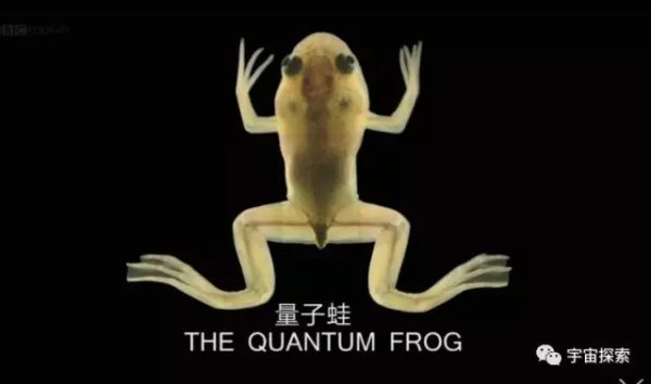 广盛网  蝌蚪为何能如此迅速变态为青蛙？里面暗藏的本质让人类为之震惊！