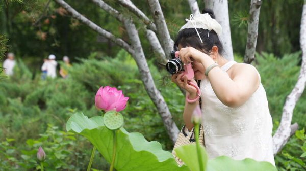 贝思盈配资 “小荷花”撬动“大文化”第二十五届莲花池公园荷花节开幕